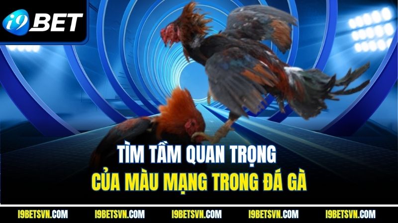 Tìm tầm quan trọng của màu mạng trong đá gà