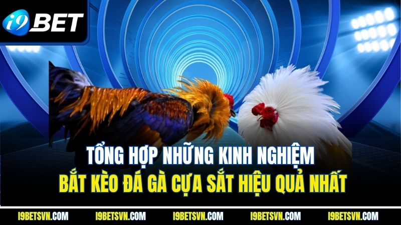 Tổng hợp những kinh nghiệm bắt kèo đá gà cựa sắt hiệu quả nhất