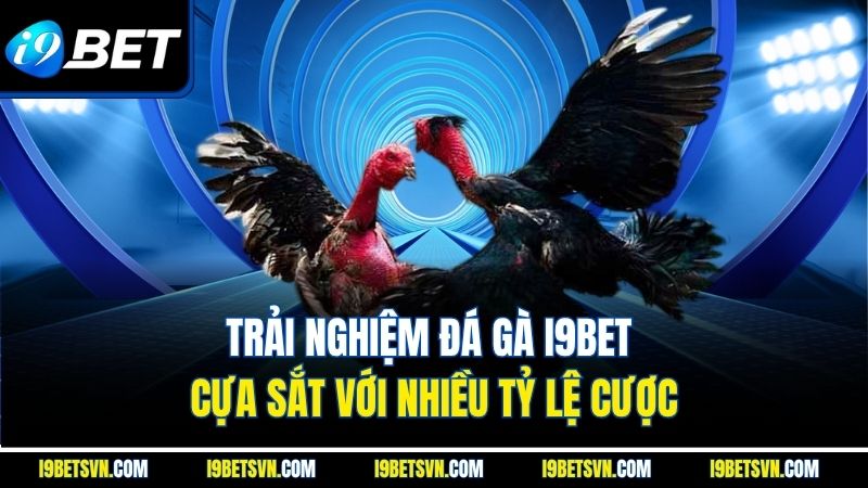 Trải nghiệm đá gà I9BET cựa sắt với nhiều tỷ lệ cược