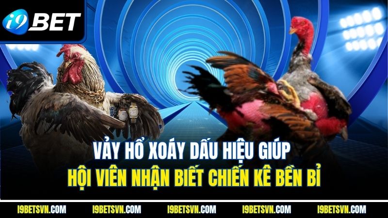 Vảy hổ xoáy dấu hiệu giúp hội viên nhận biết chiến kê bền bỉ